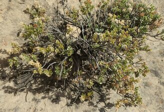 Ericameria cuneata Plant